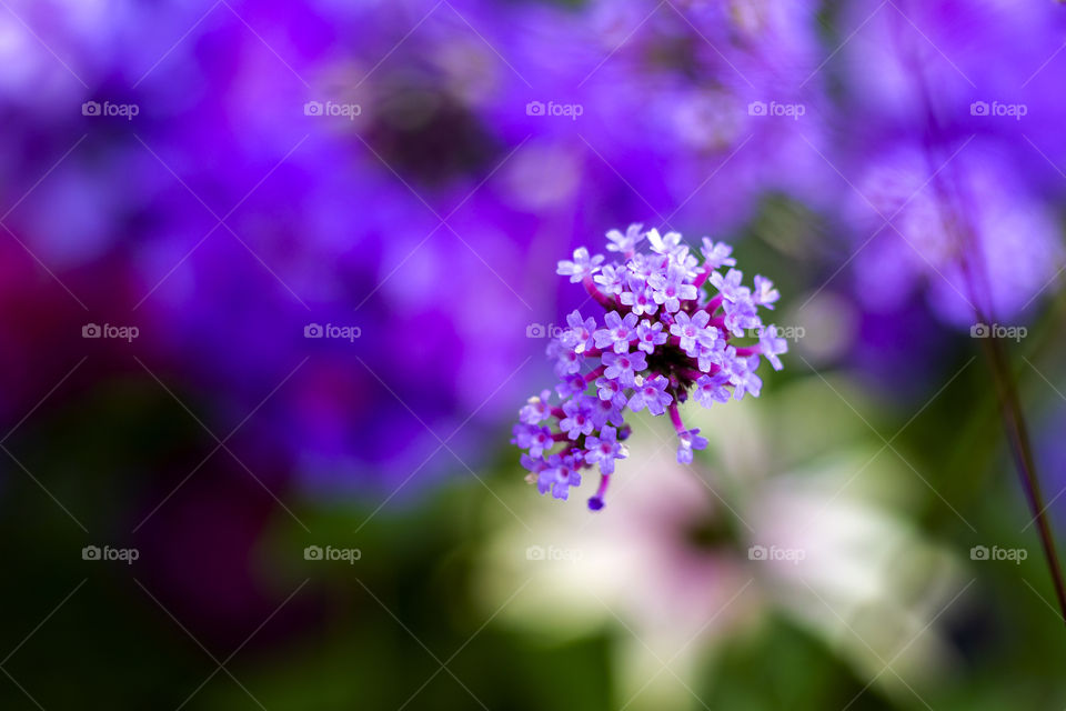 A colorful portrait of tiny purple flowers. they are separated from the background by a very small depth of field.