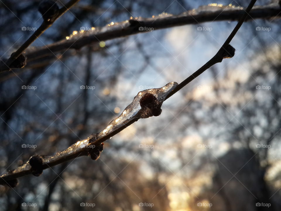 Ice on tree branches