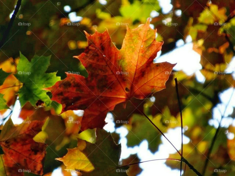 Maple leaves