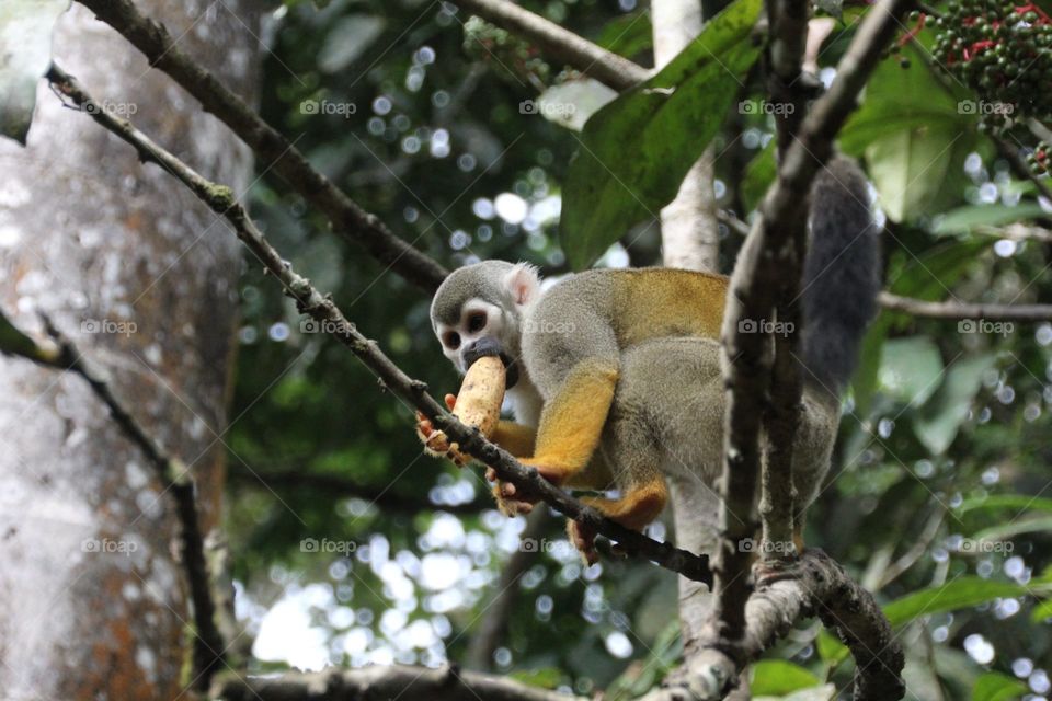 Peru, monkey