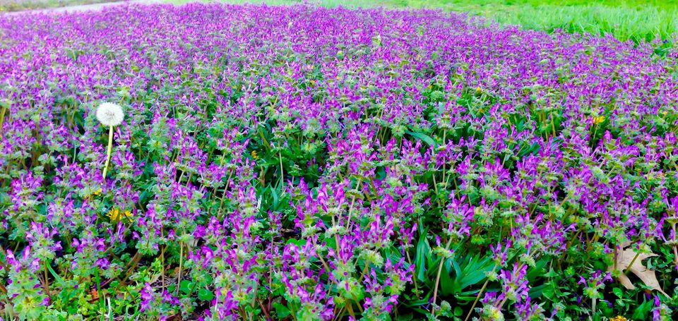 Pink bed of flowers 