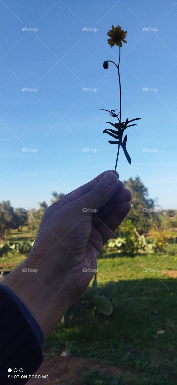 beautiful flower embracing Blue sky