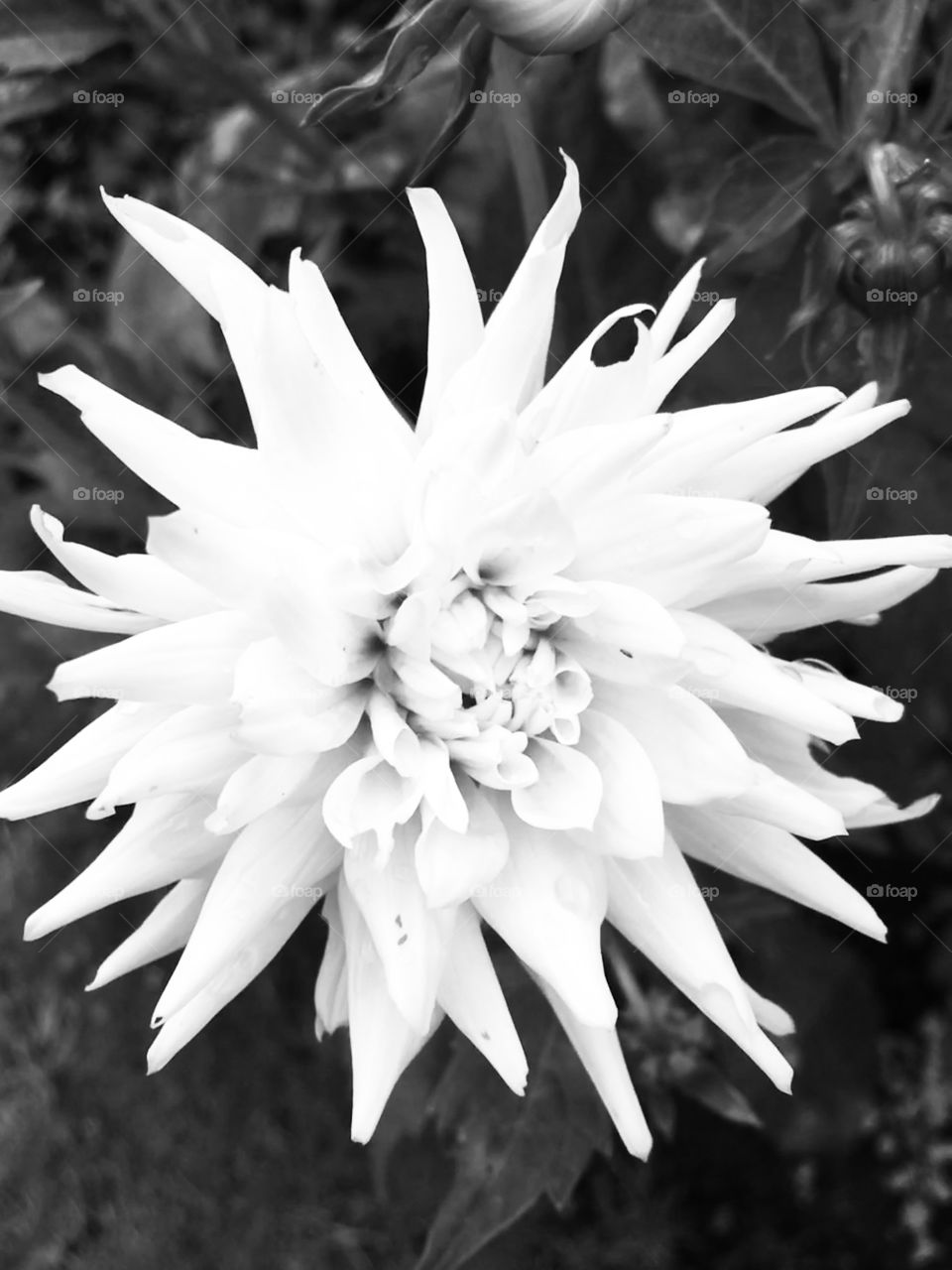 A beautiful white flower, even more striking in black and white. I love the middle of this flower it’s so soft and velvety. 