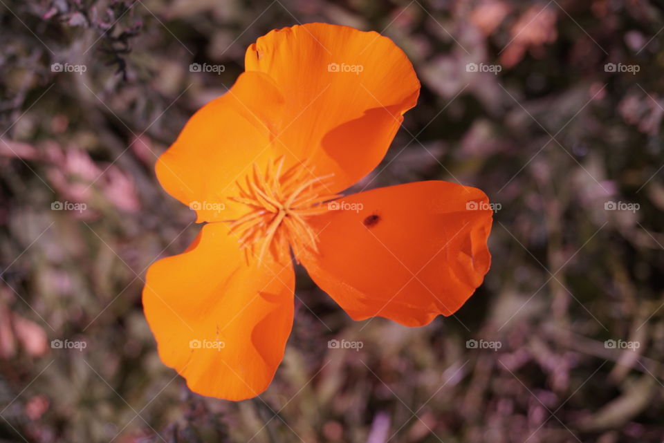 Poppy 
Springs 
California Flower