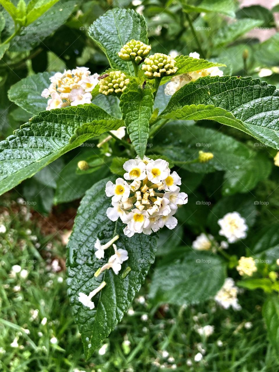 🌹 🇺🇸 Very beautiful flowers to brighten our day.  Live nature and its beauty. Did you like the delicate petals? / 🇧🇷 Flores muito bonitas para alegrar nosso dia. Viva a natureza e sua beleza. Gostaram das pétalas delicadas? 
