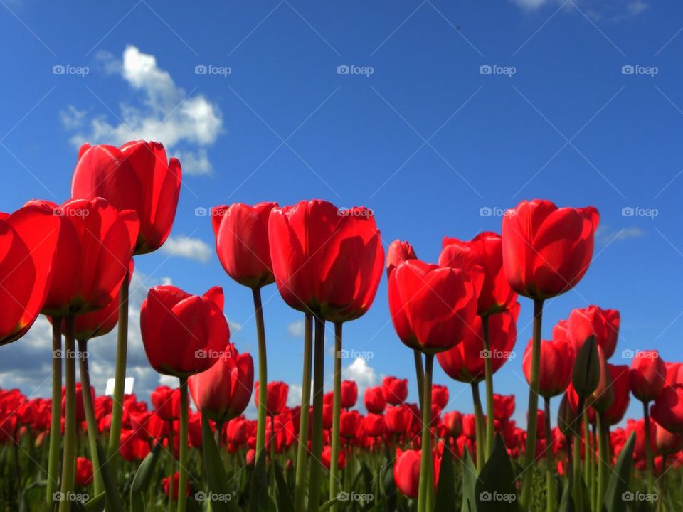 Red Tulip Field