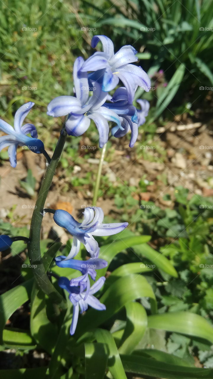 Beautiful flower in my garden! 🌼
