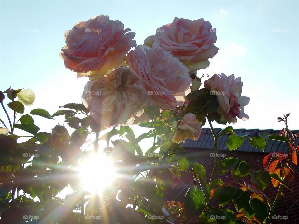 Rose Romantisch mit Sonnenstrahl