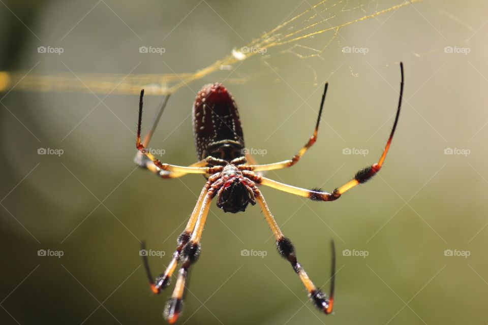 Banana spider