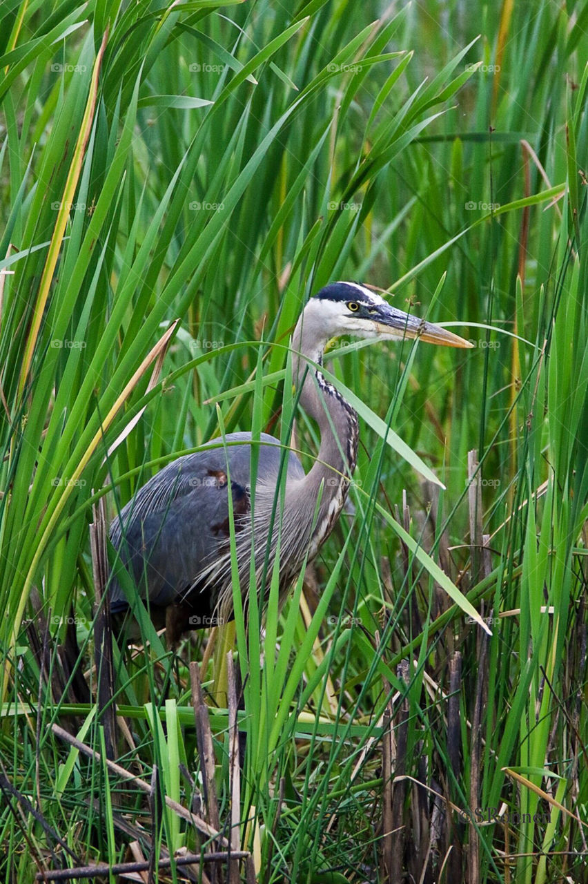 Through the reeds