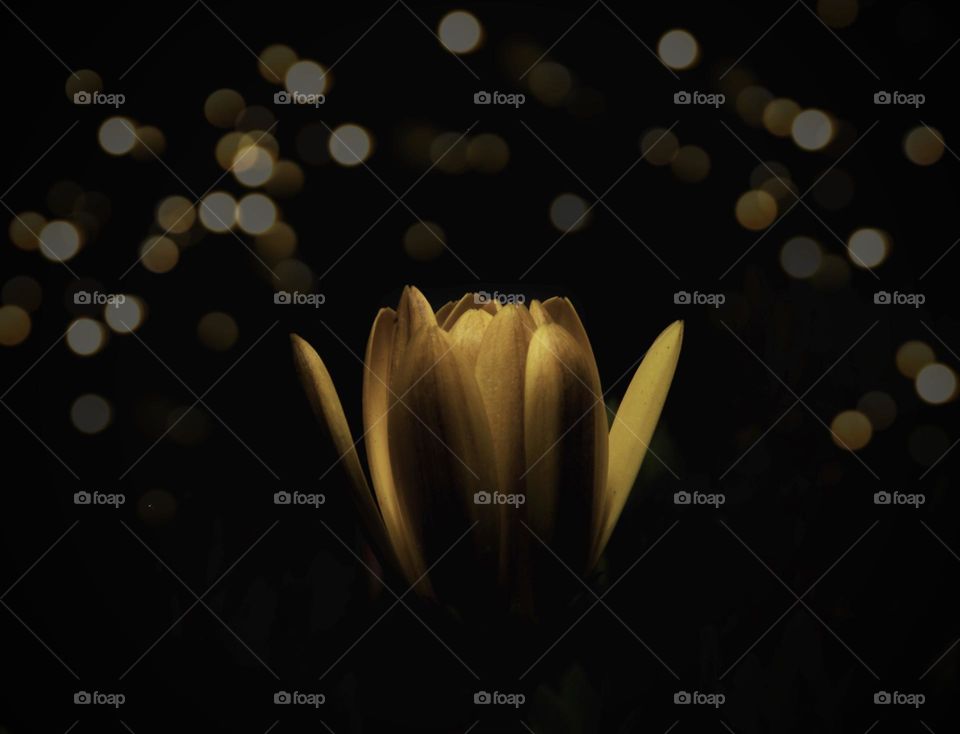 Soft yellow flower lit up using flash 