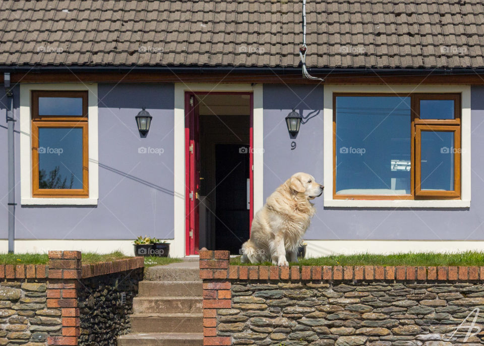 A golden retriever sitting out front of a house in Ireland 