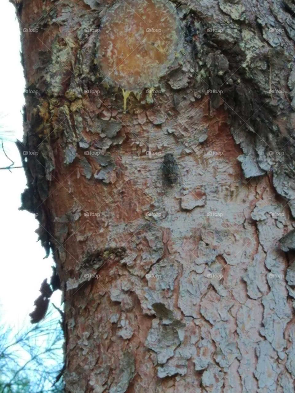 cicada on trunk.