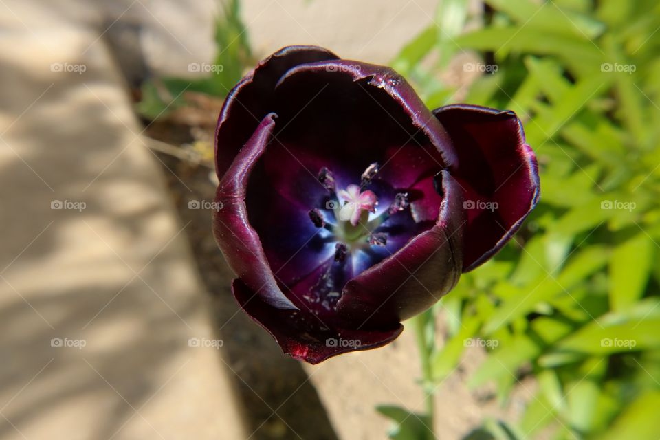 Dark purple tulip