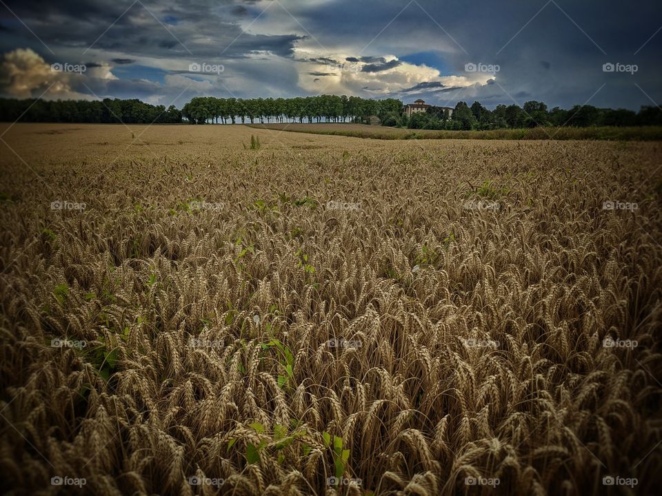 corn wheat field