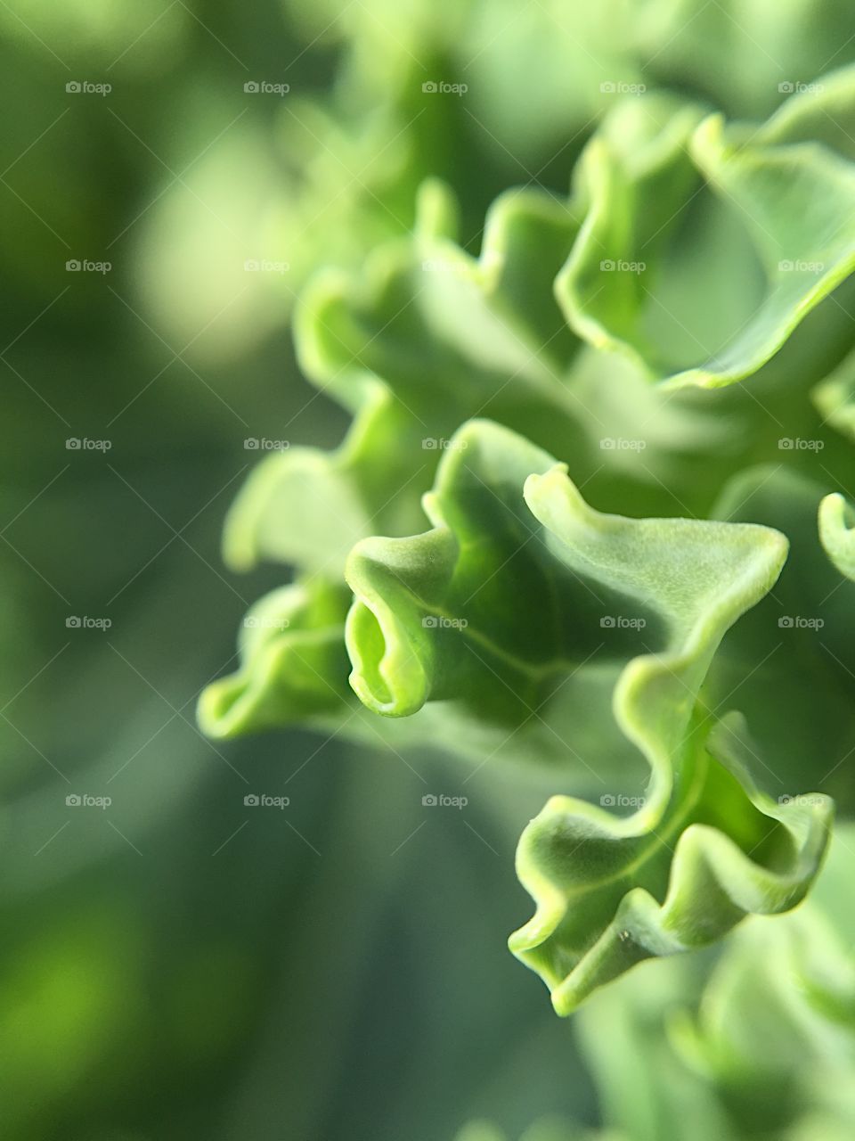 Cabbage. Macro Cabbage 