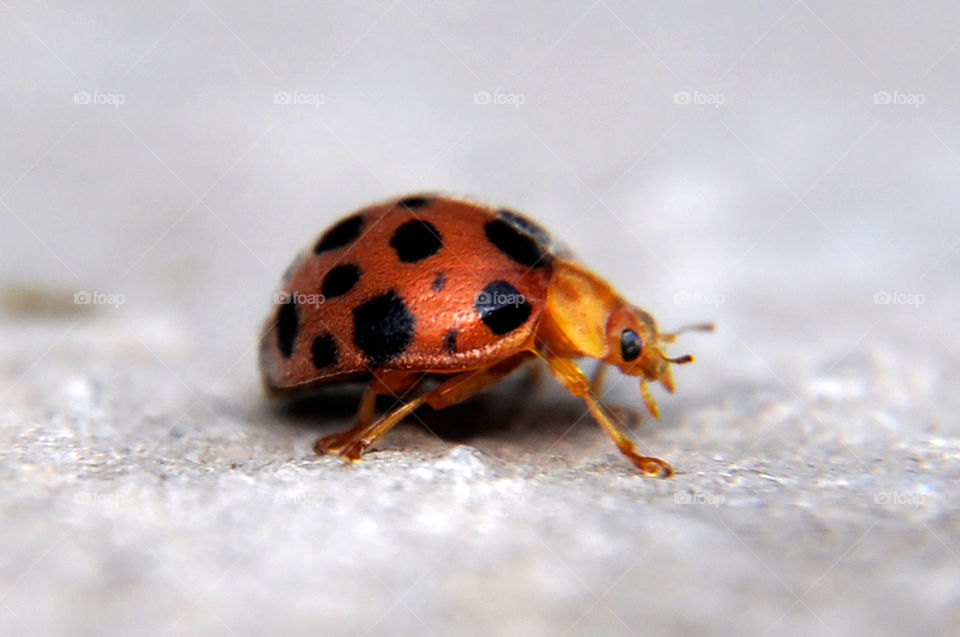 Ladybug