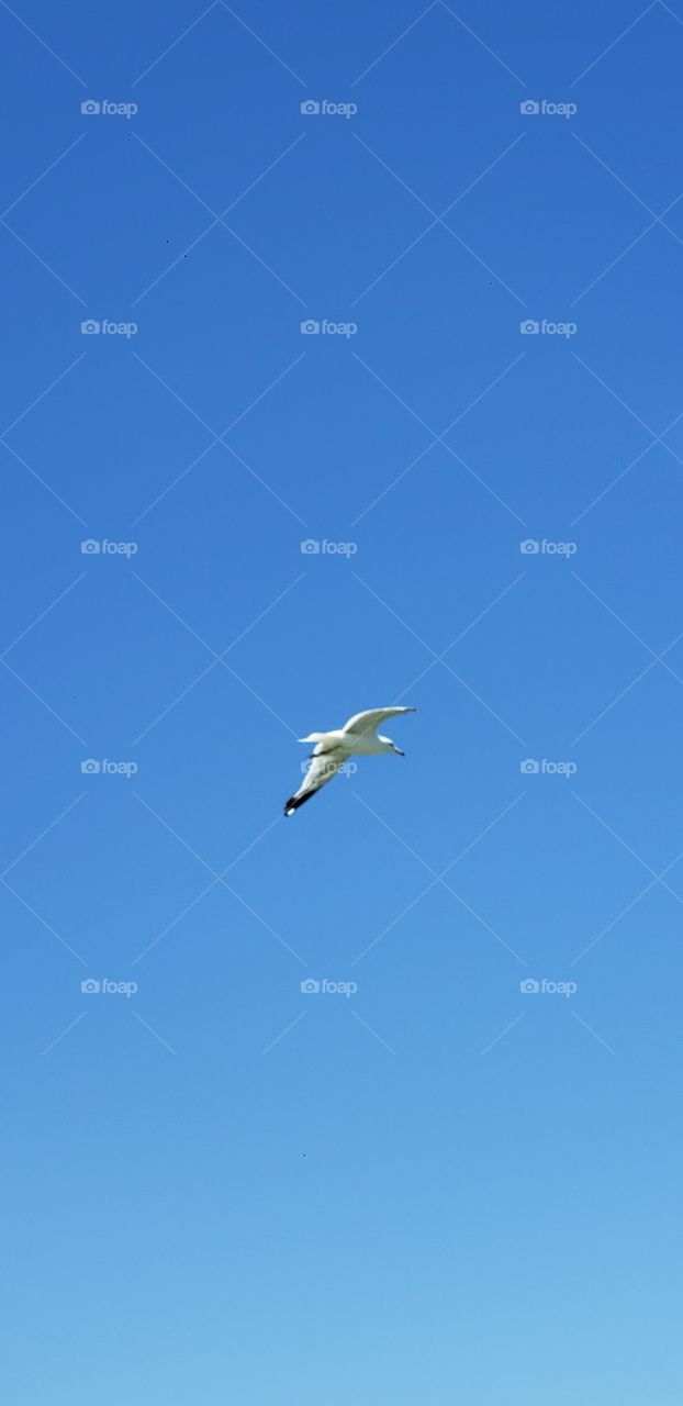 Seagull flying over lake Michigan