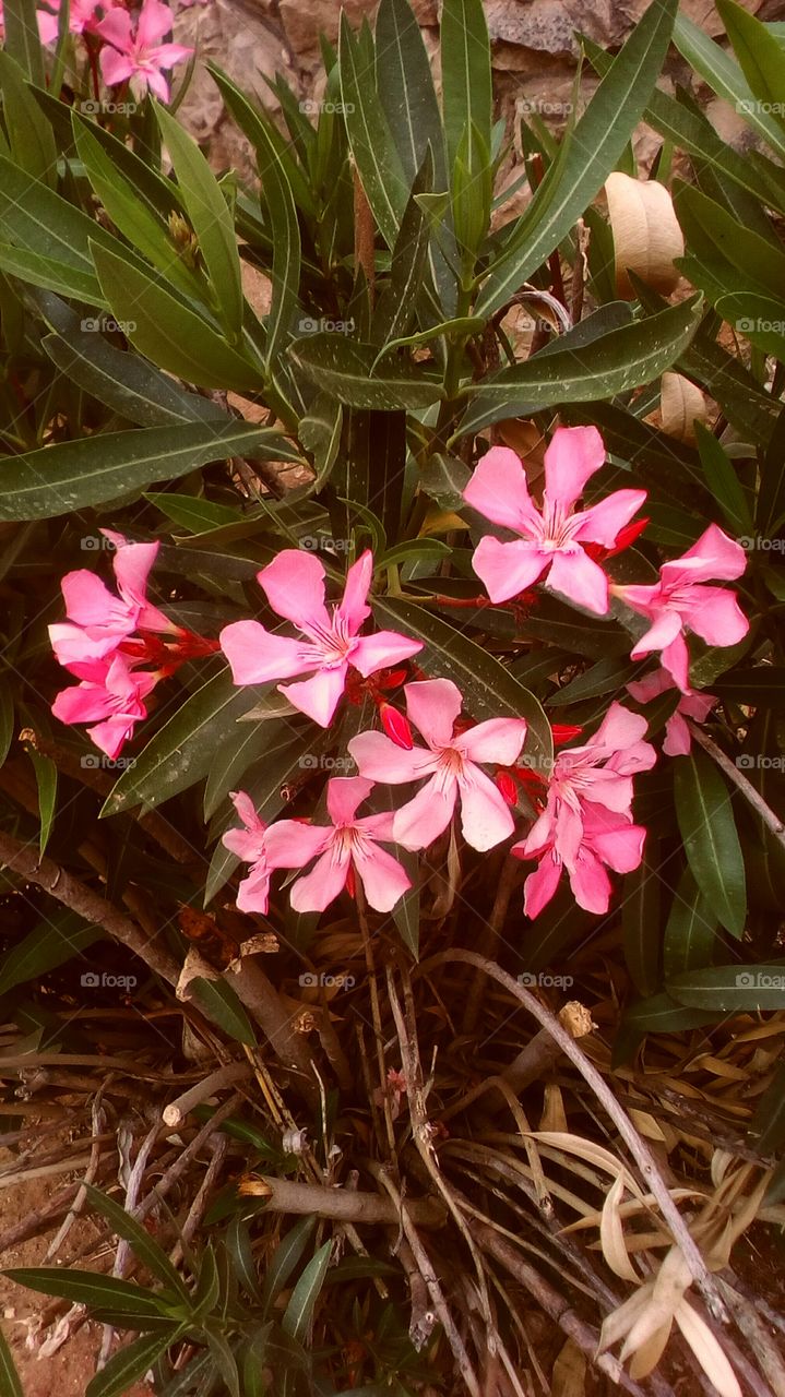 Bouquet of pink blooming beautiful 
wildflower hanging in wild nature