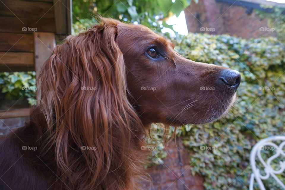 A Portrait of a Red Setter … Quinn