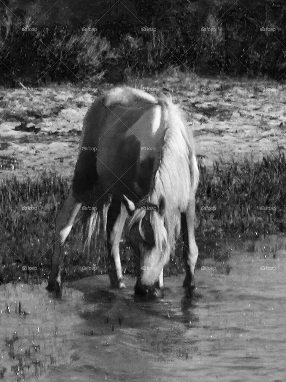 Wild horse drinking water in Virginia