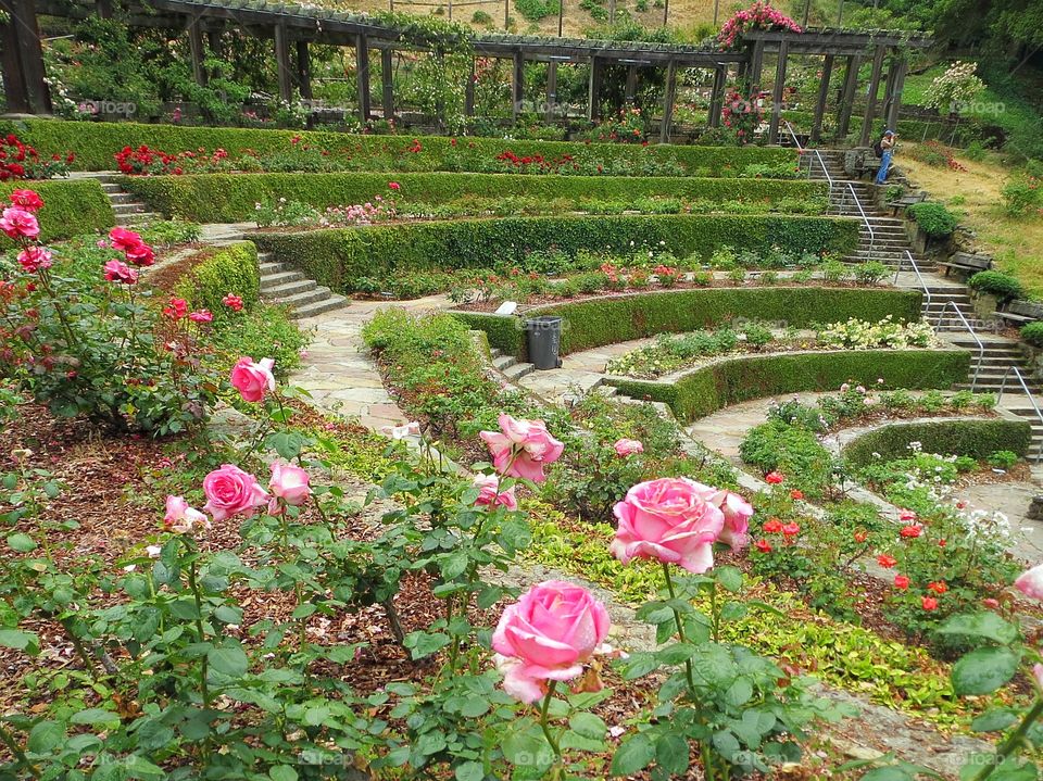 Rose garden 