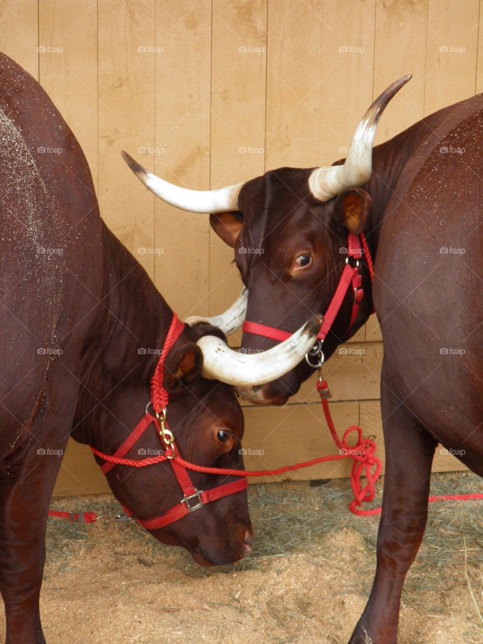 Oxen pair