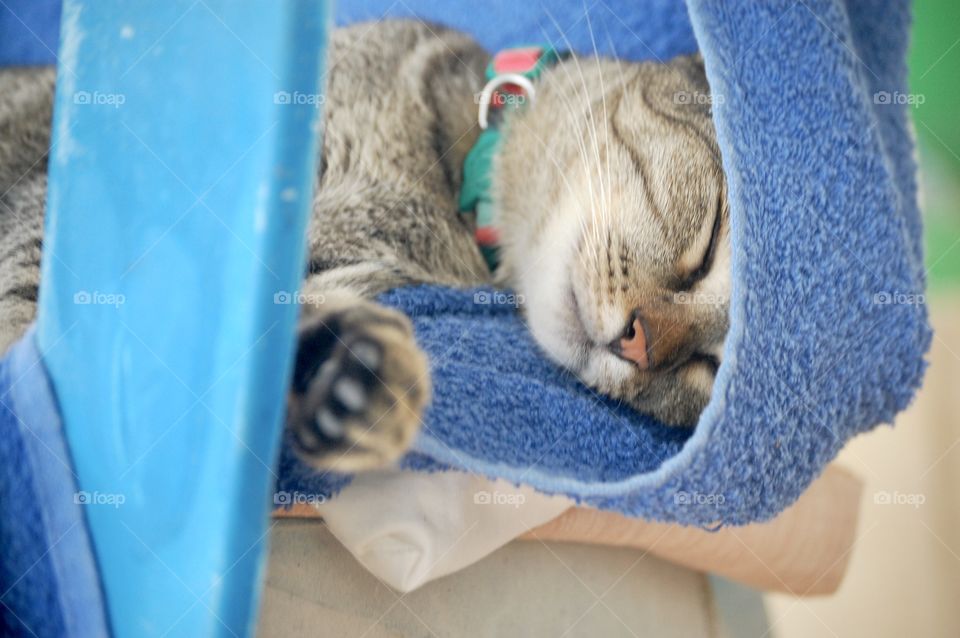 Cat sleeping in a blue towel