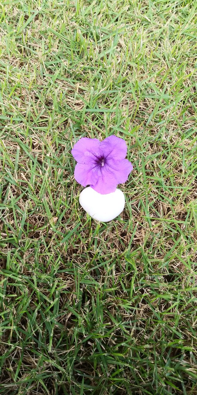 beautiful purple flower with heart shaped ston in grass