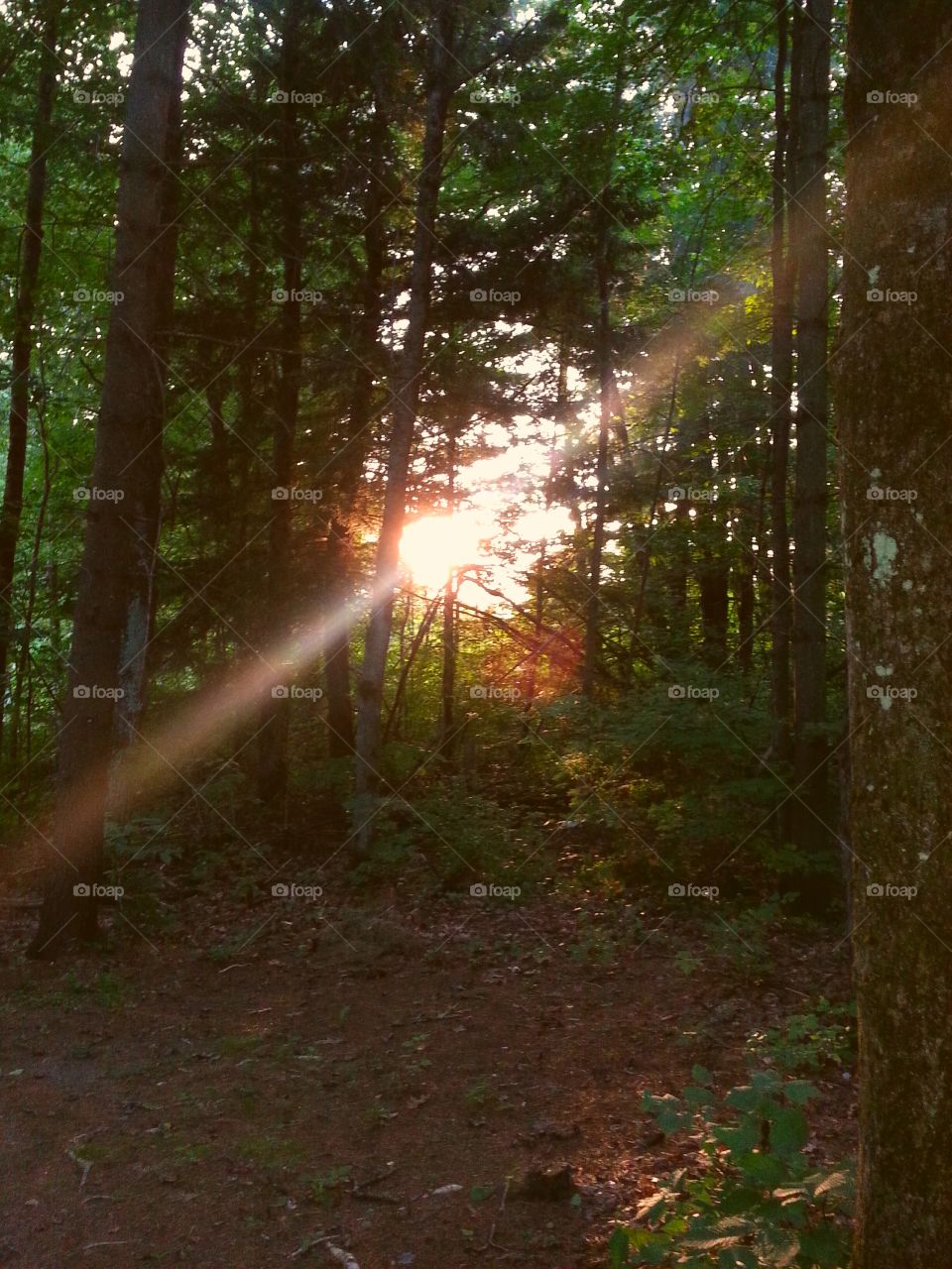 sunlight through a dark forest