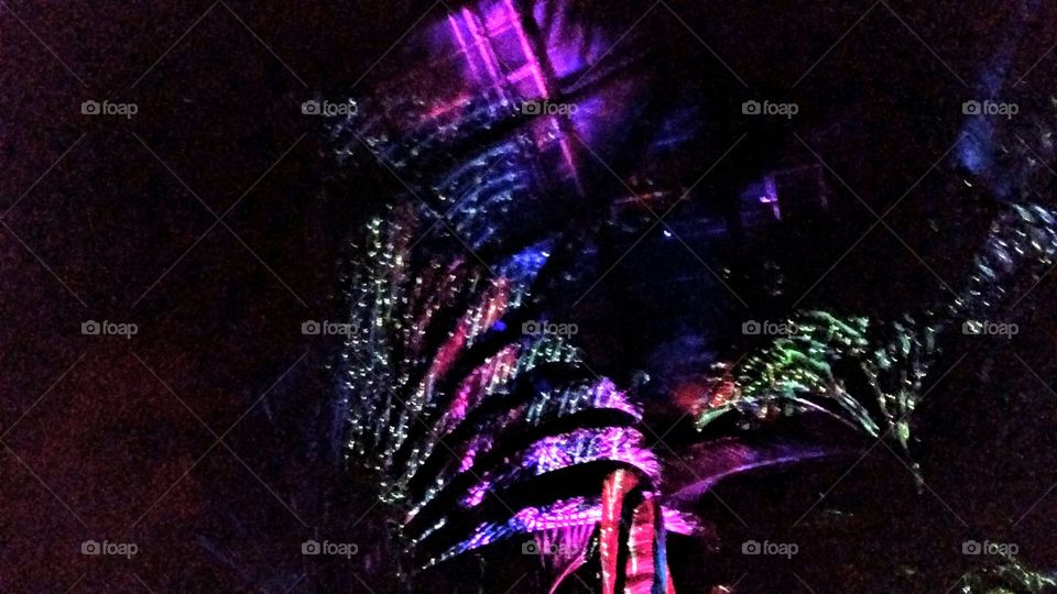 longwood gardens summer nights capes