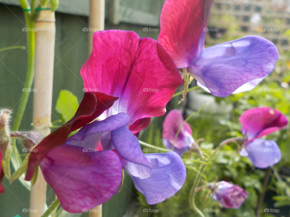 One more variety of "bee job" 😀 as last year colours were different 