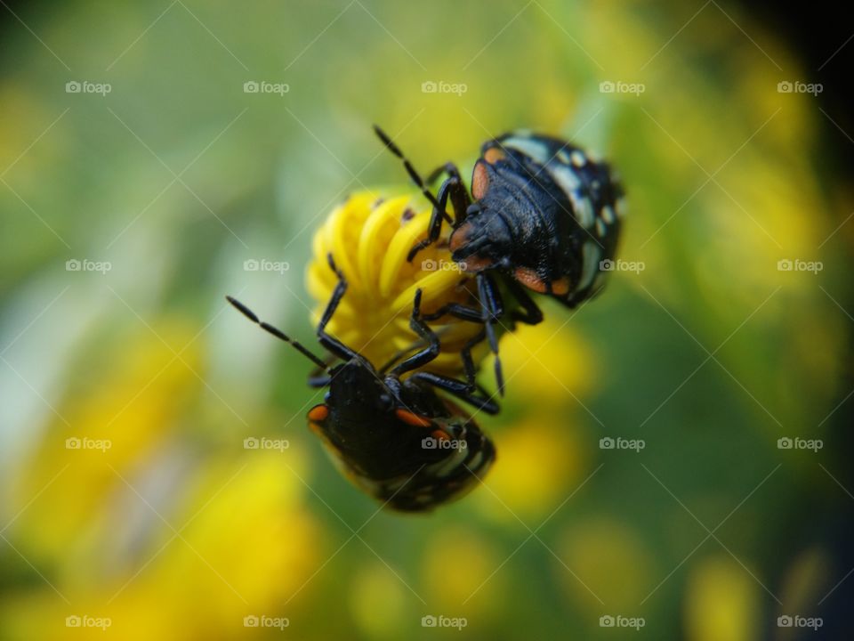 Picture taken with my smartphone and macro lens.