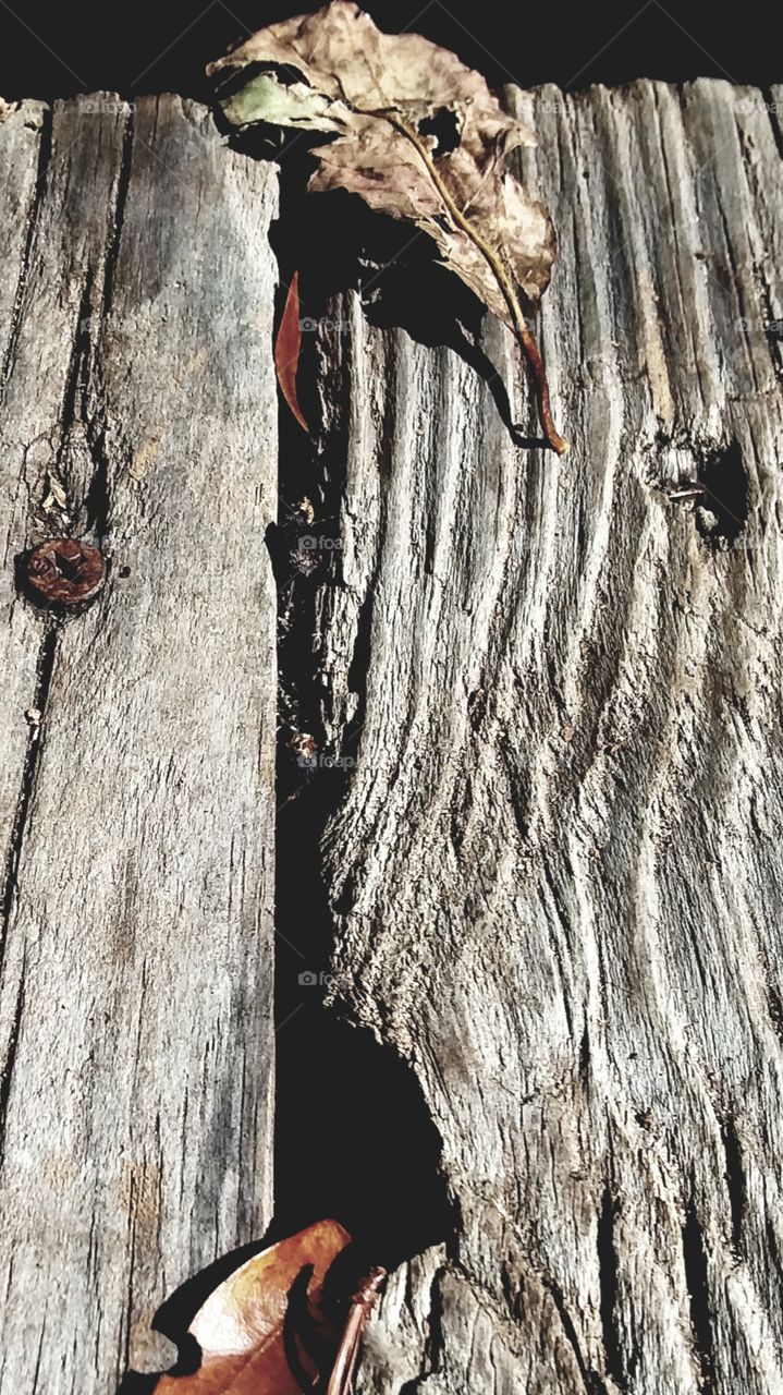 Fall leaf on steps looking metallic