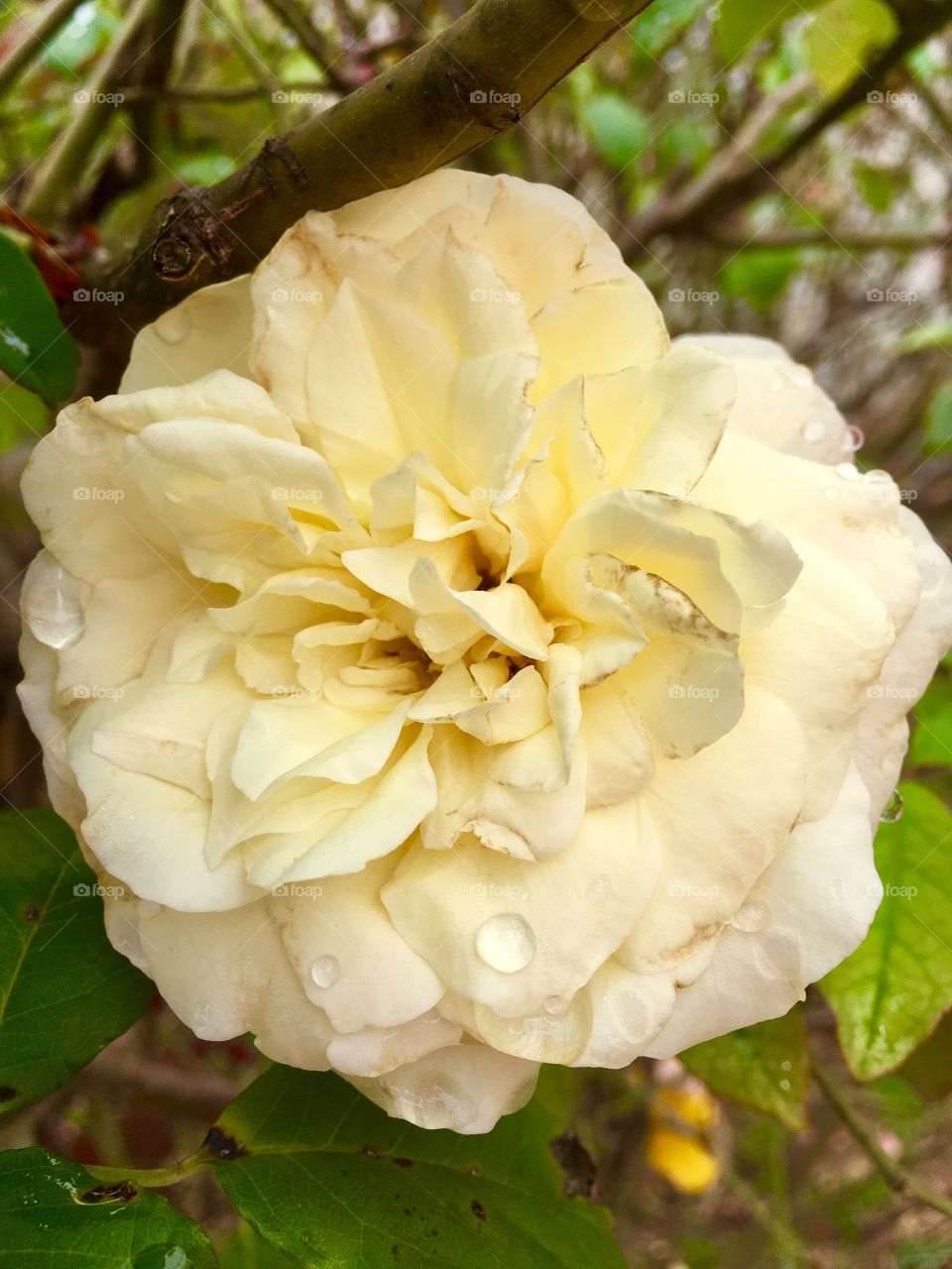 🌼#Flores do nosso #jardim, para alegrar e embelezar nosso dia!
#Jardinagem é nosso #hobby. 
🌹
#flor #flowers #flower #pétalas #garden #natureza #nature #flora #photography 
#fotografia