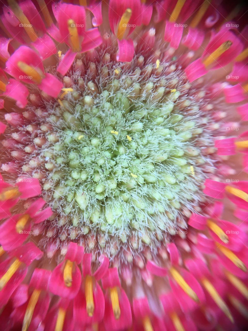 Closeup of center of Gerbera 