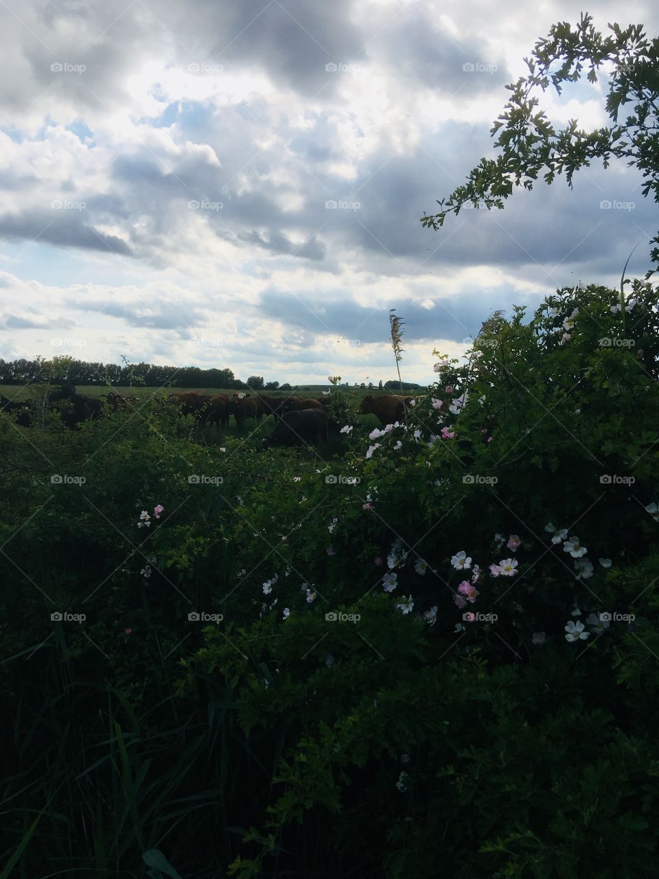 Bushes in the foreground with pink flowers, wild growth on marshes. Behind is herd of steers grassy and moody stunning sky