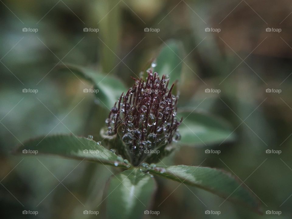 Clover flower among greenery with dew drops