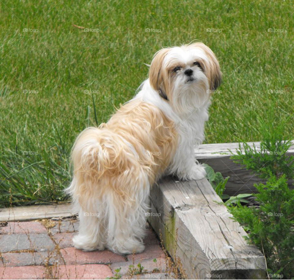 posing shih tzu. posing pretty for the camera