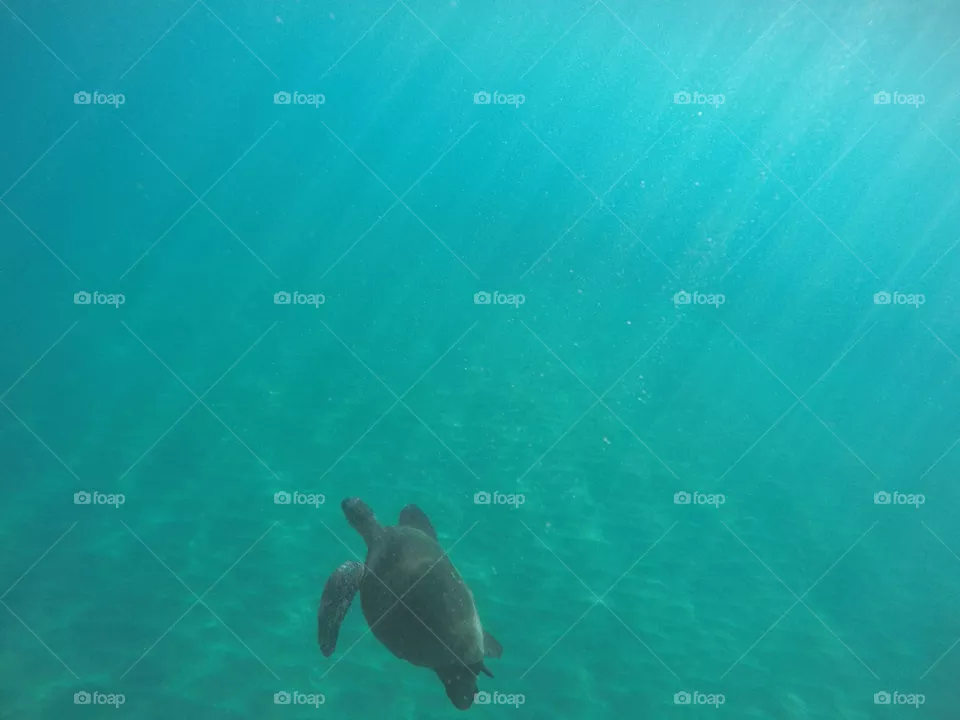 Underwater, Fish, Water, Ocean, Swimming