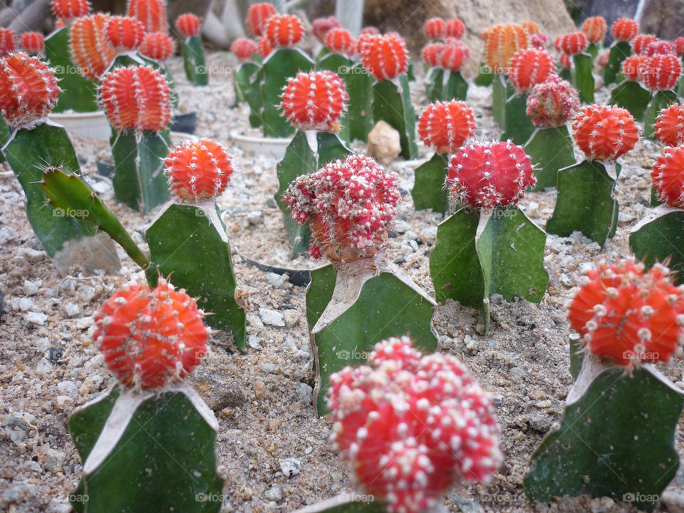 green flower red cactus by andresurachai