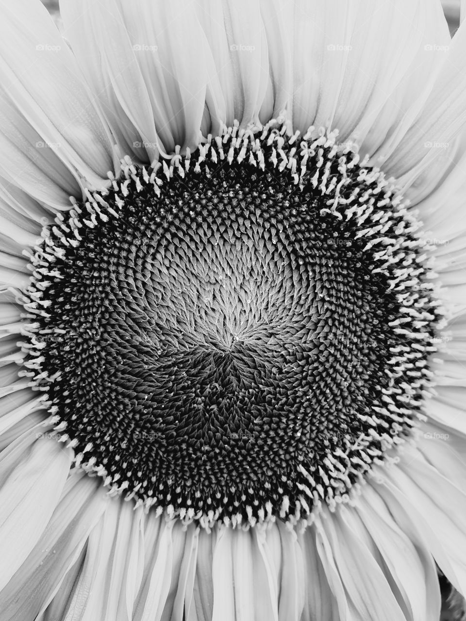 A sunflower in closeup and black and white.
