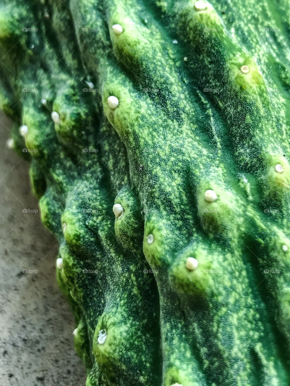 Close-up of green cucumber