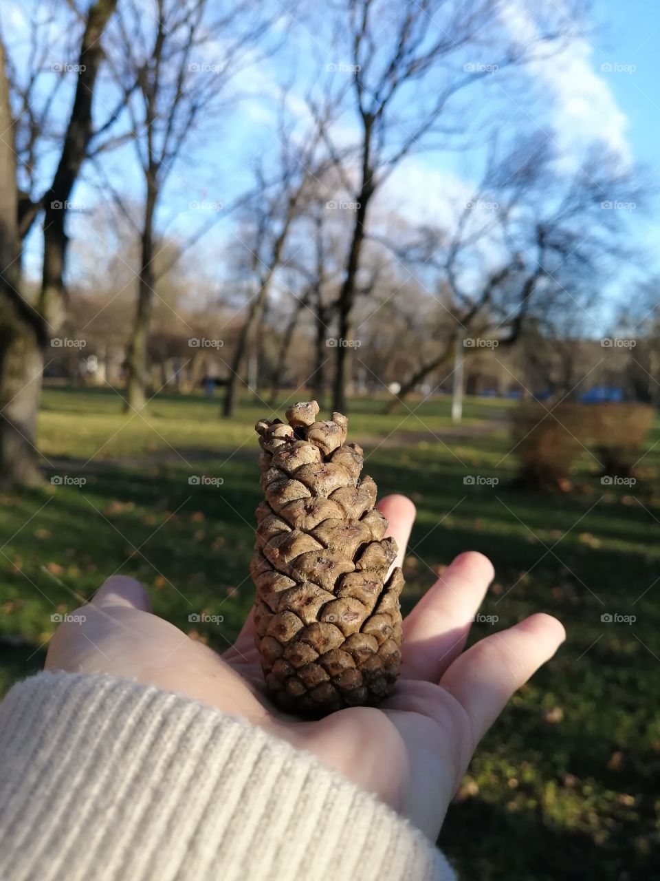 Sunny cone