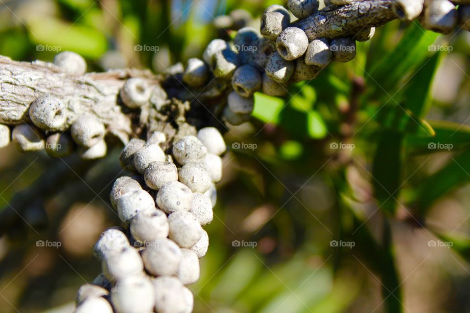 Bottlebrush bush 