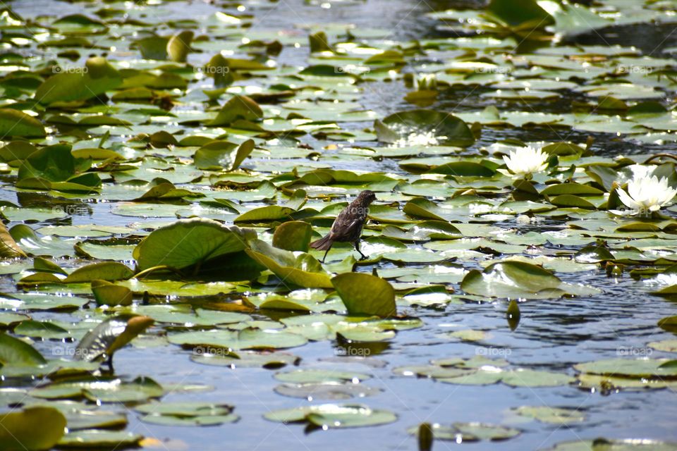 A bird leaps across lily pads in the sun