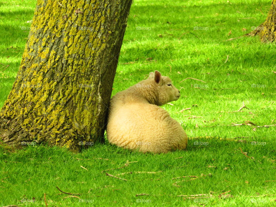 relaxed sheep