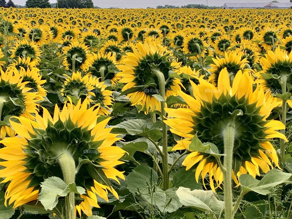 Sunflower fields forever 