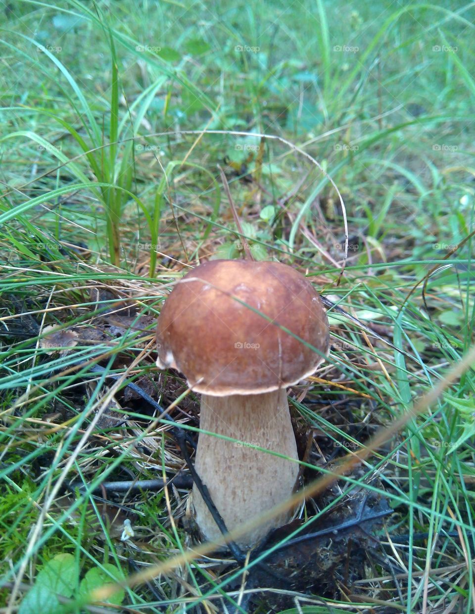 boletus in forest