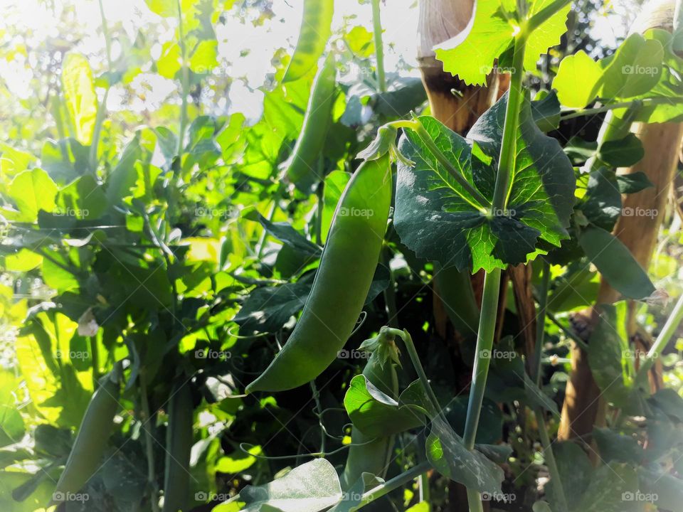 Here comes fresh peas from my kitchen garden